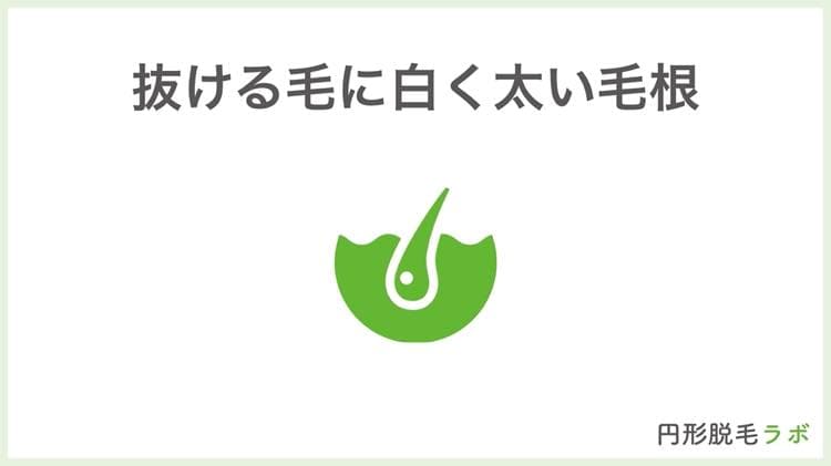 ③抜ける毛に白く太い毛根がある