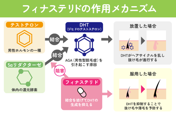 フィナステリドの作用メカニズム